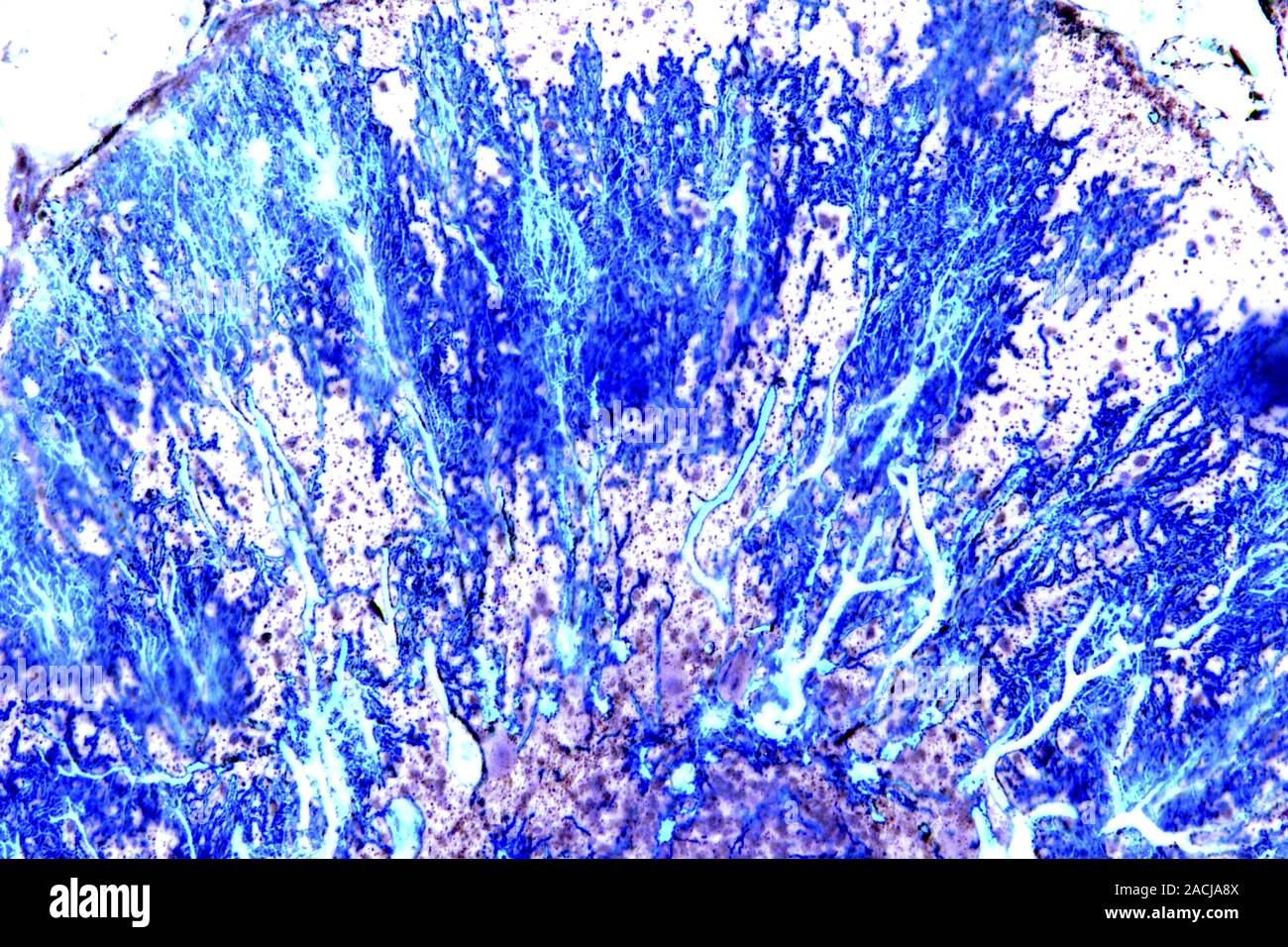 Purkinje nerve cells. Light micrograph of a section through a row of ...