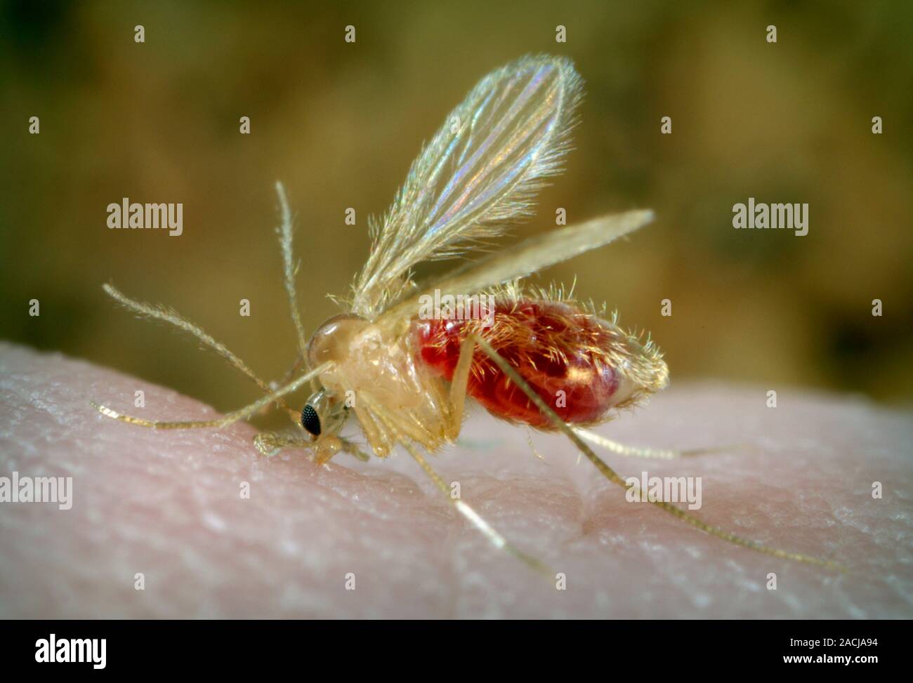 Sand Fly Phlebotomus Papatasi Feeding On A Human This Fly Feeds On 