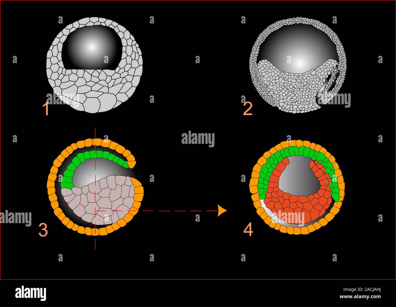 5 двухслойный зародыш. Гаструла трехслойный зародыш. Органогенез нейрула. Однослойный и двухслойный зародыш. Фазы гаструляции гистология.