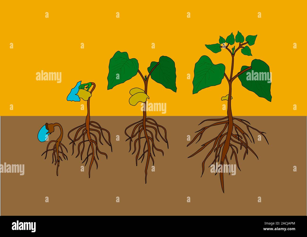 Plantule Germination. Computer artwork showing the germination and vegetal ...