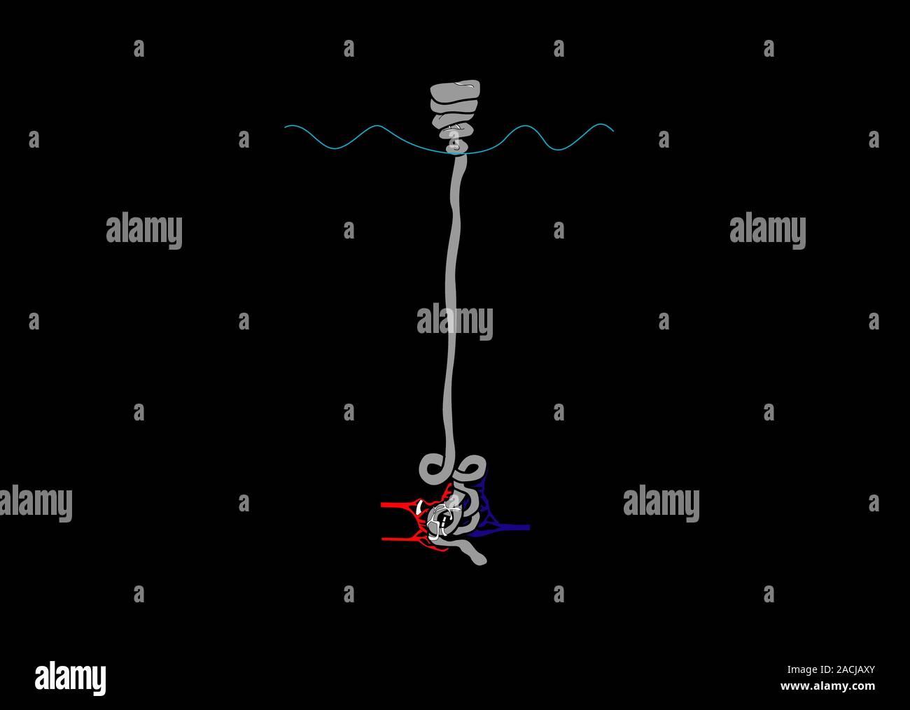 Eccrine sweat gland, computer artwork. This is one of two types of