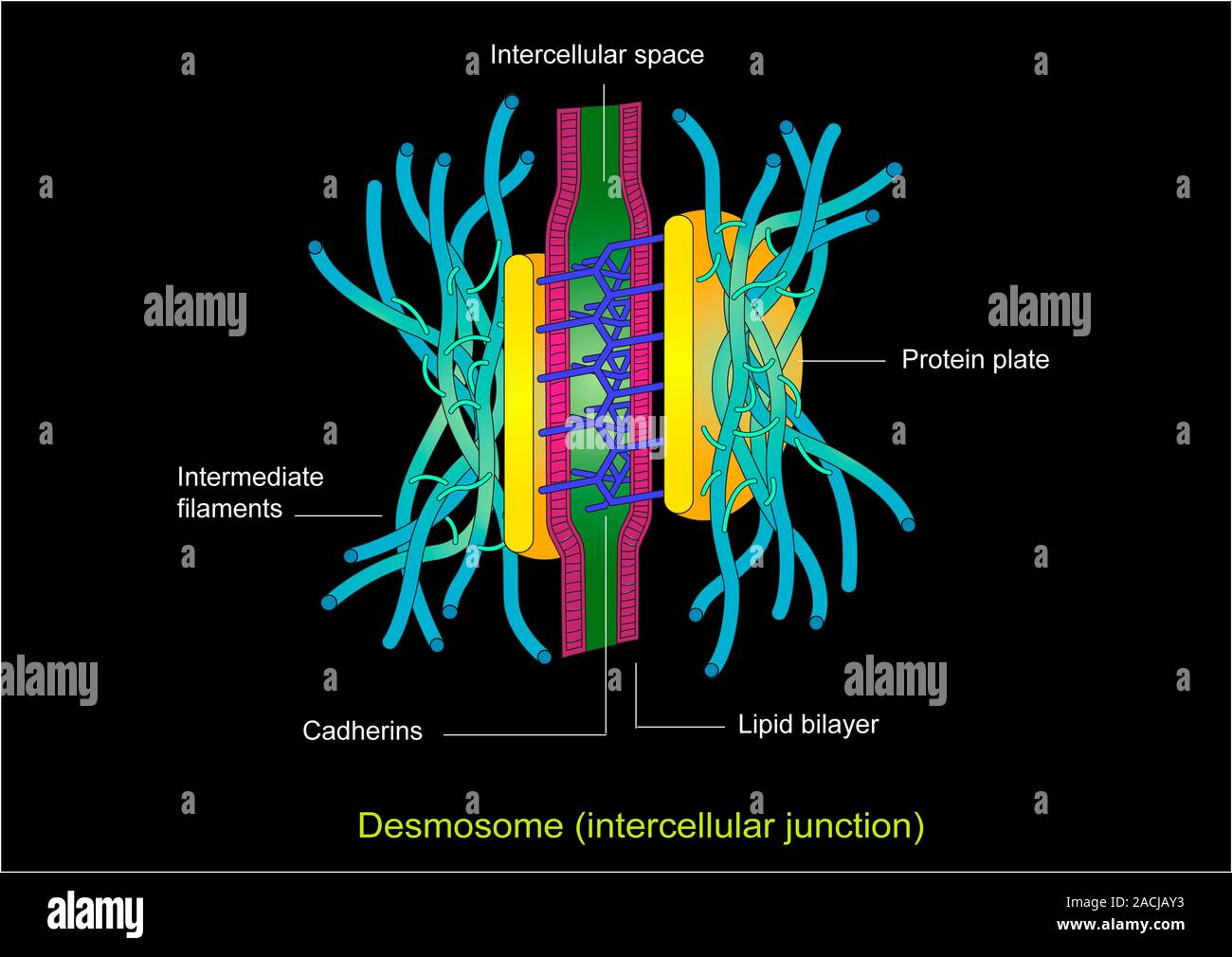 Desmosomes