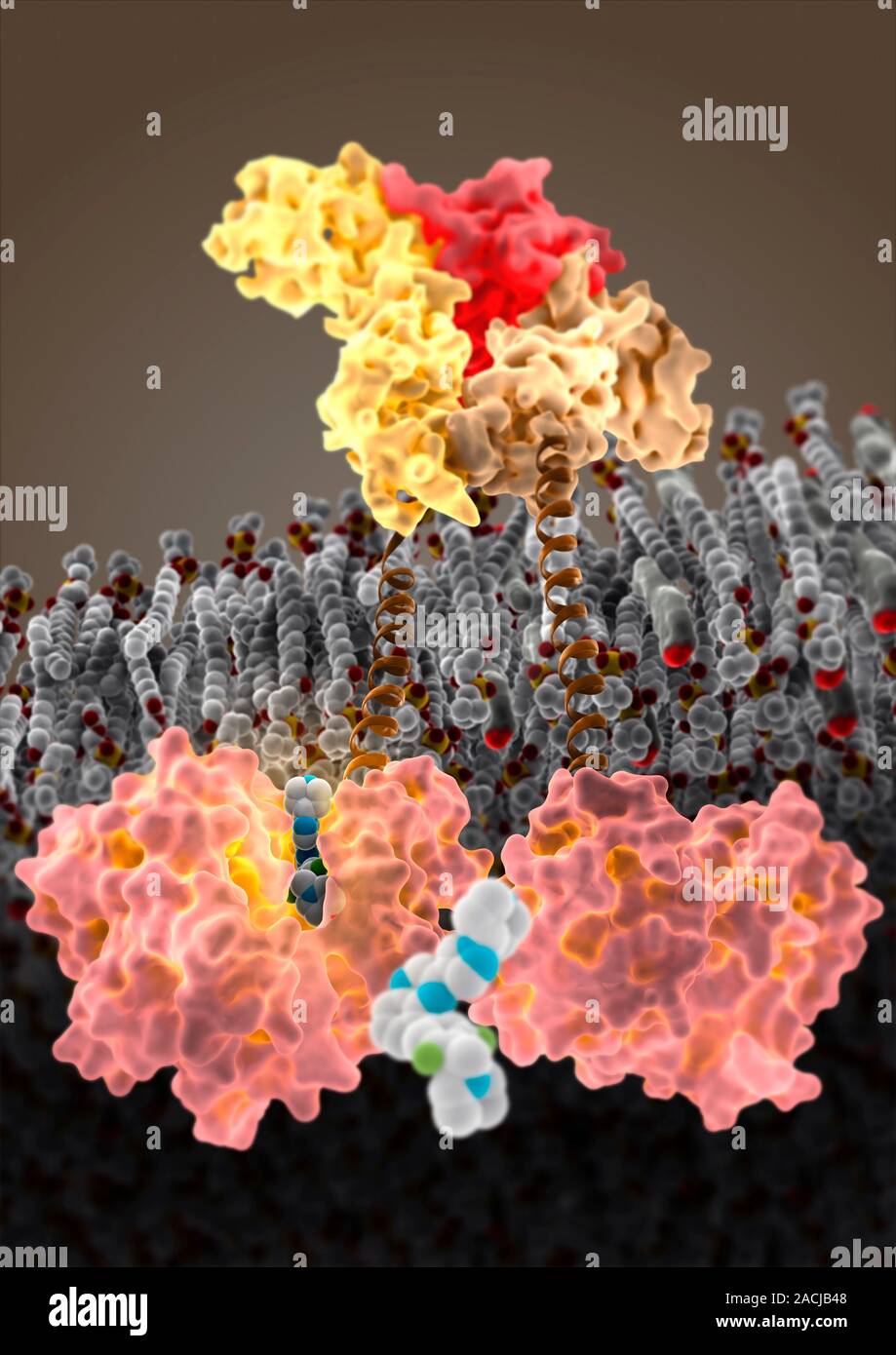 Growth hormone receptor. Molecular model of a growth hormone receptor ...