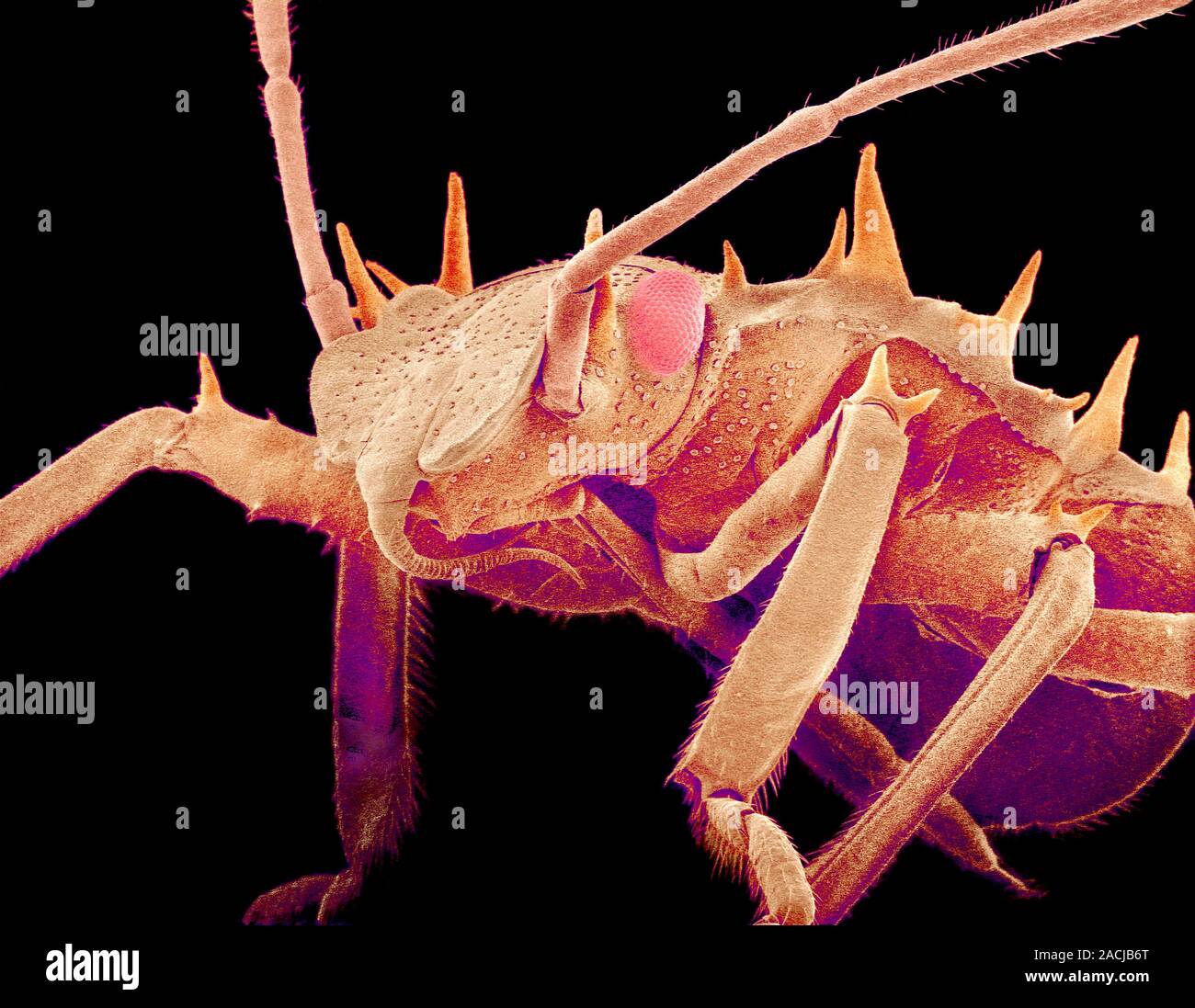 Sem Of Insects Spiny bug. Coloured scanning electron micrograph (SEM) of a bug from ...