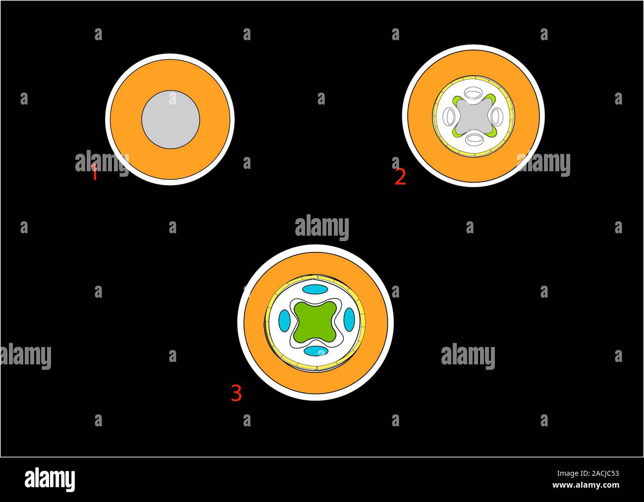 How Roots Developed Plant root development. Artwork showing the first three stages in the ...