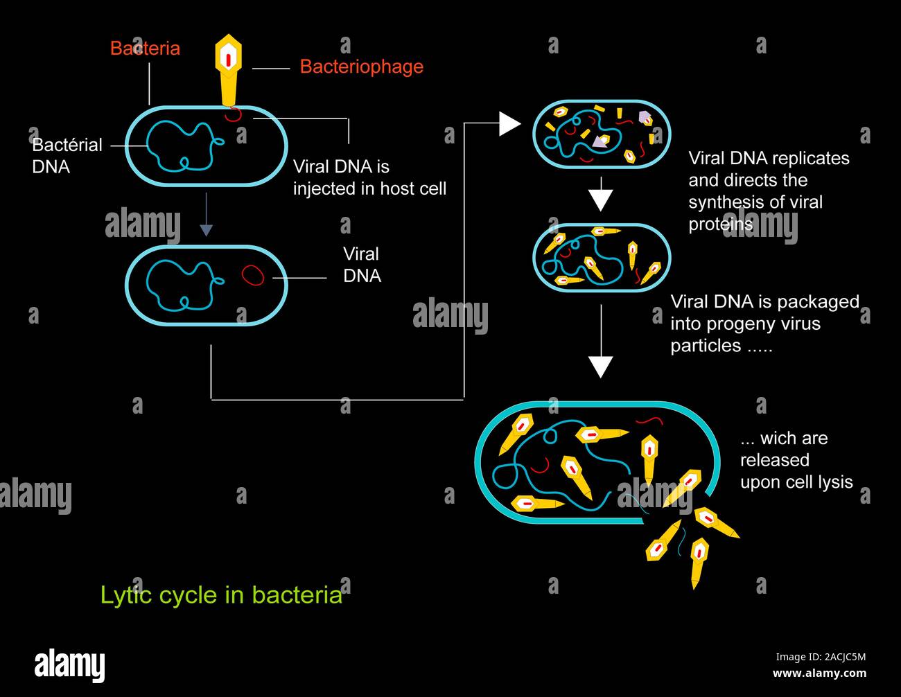 Lytic viral cycle. Diagram showing the lytic cycle for viral