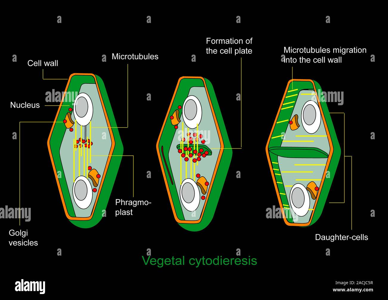 Cytokinesis. Diagram showing the stage of cell division that involves ...