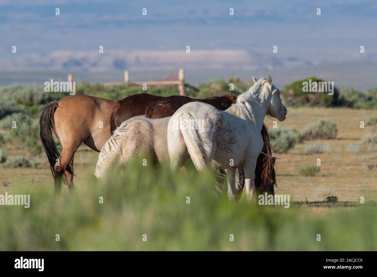 Group of wild horses Stock Photo Alamy