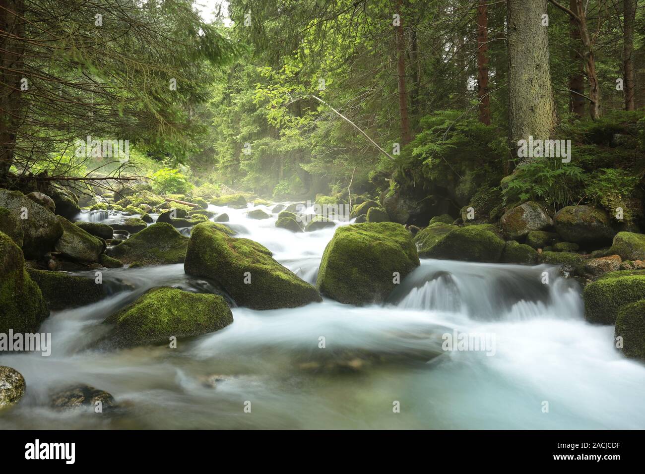 Pine forest waterfall hi-res stock photography and images - Alamy