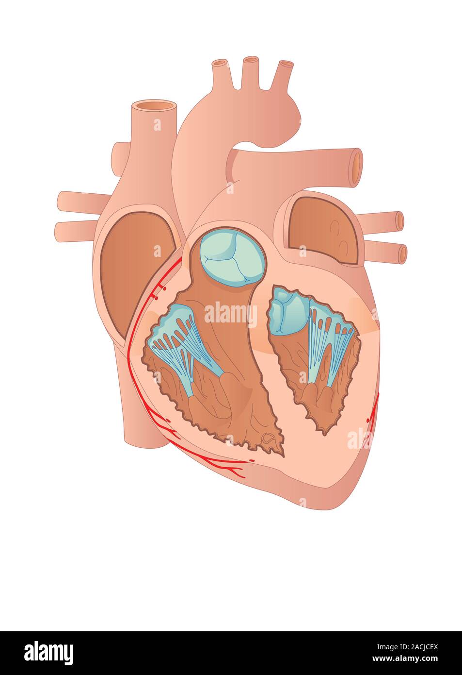 Artwork of a healthy human heart showing the main blood vessels (at top ...