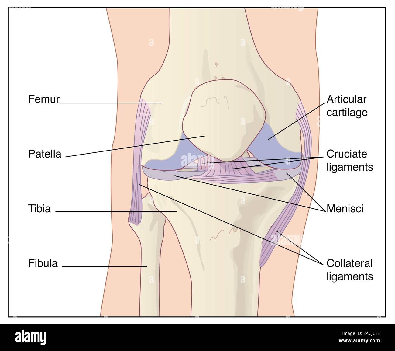 Artwork of the anatomy of the knee joint (anterior view) showing the ...