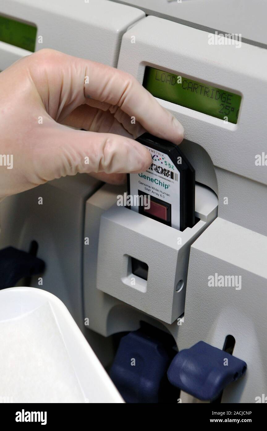 Medical genetics testing. DNA microarray cartridge being loaded into a ...