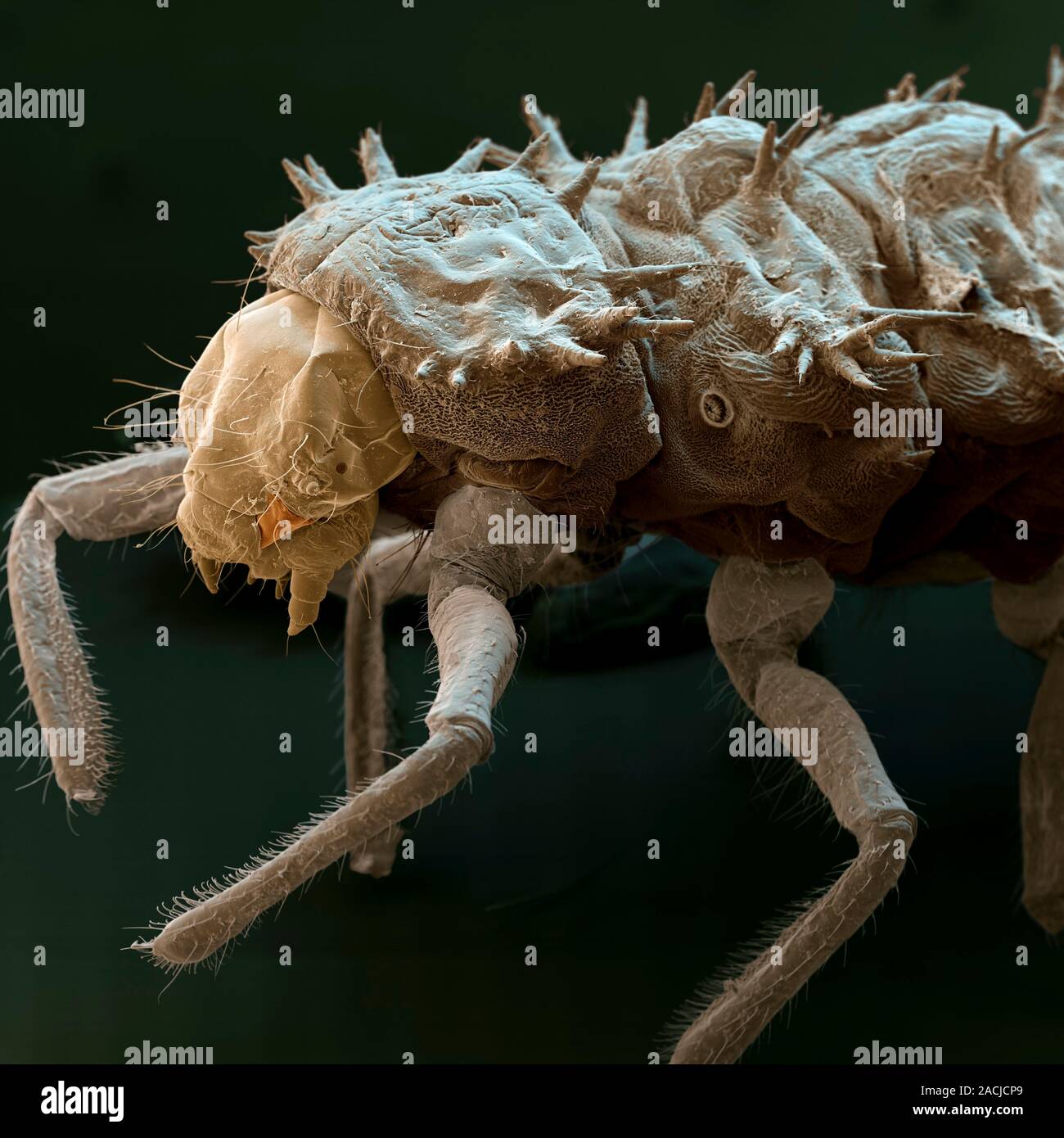 Harlequin ladybird (Harmonia axyridis) larva, coloured scanning ...