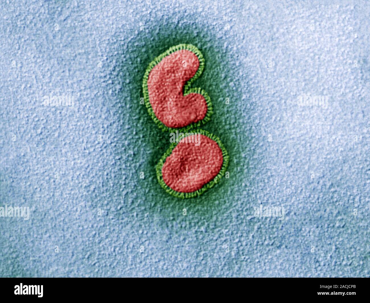 Influenza virus particles, coloured transmission electron micrograph (TEM). The virus consists of ribonucleic acid (RNA), surrounded by a nucleocapsid Stock Photo