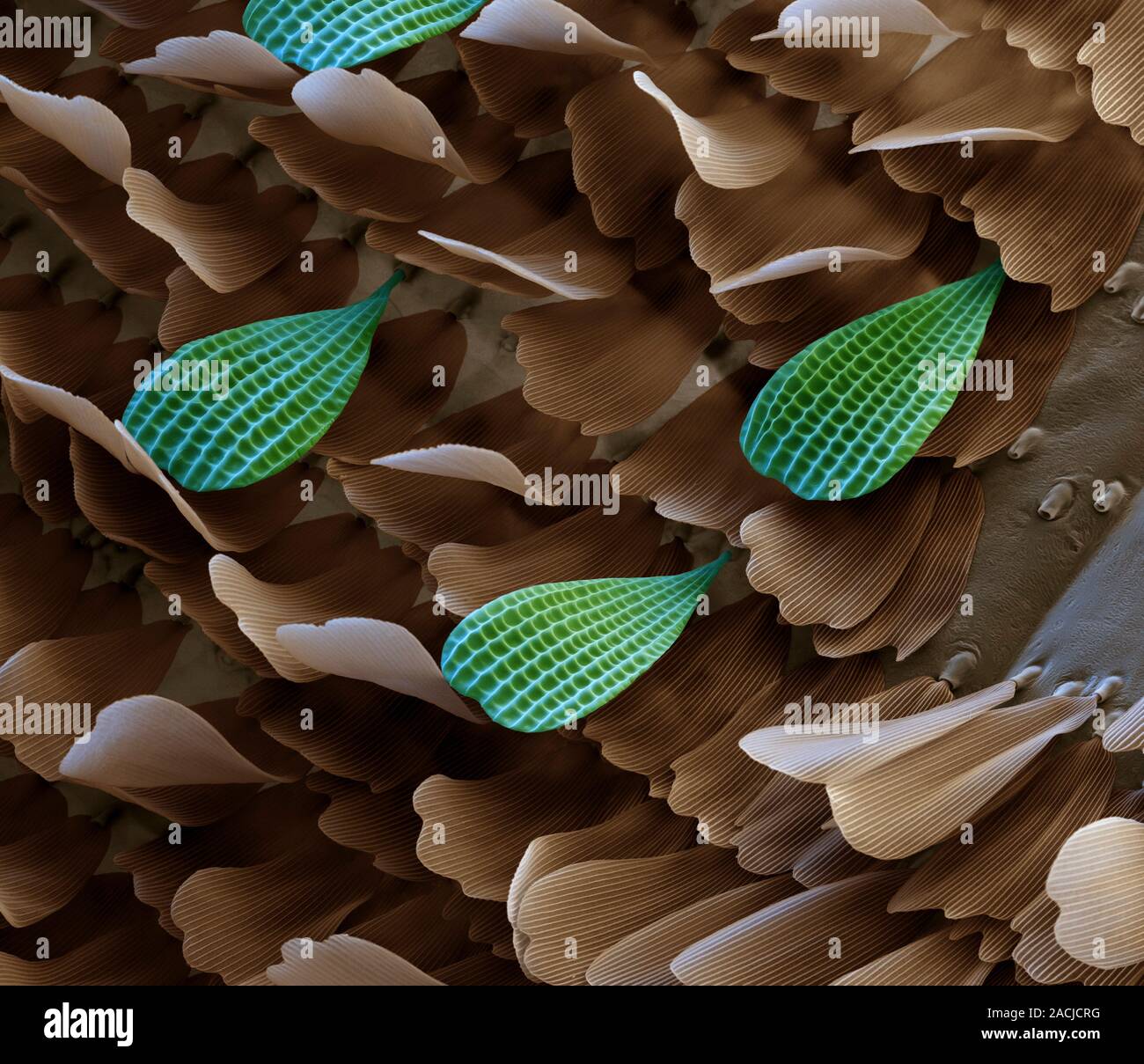 Butterfly wing scales. Coloured scanning electron micrograph (SEM) of ...
