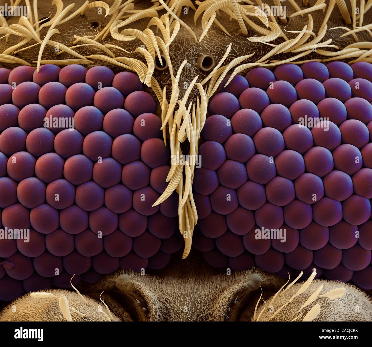 Mosquito compound eyes, coloured scanning electron micrograph (SEM