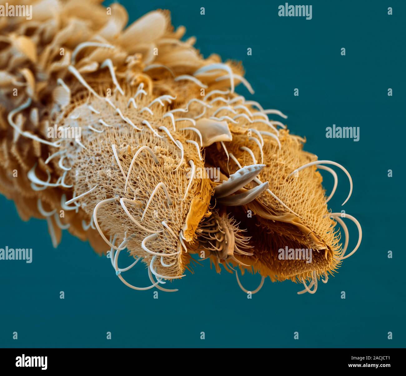 Mosquito proboscis. Coloured scanning electron micrograph (SEM) of the