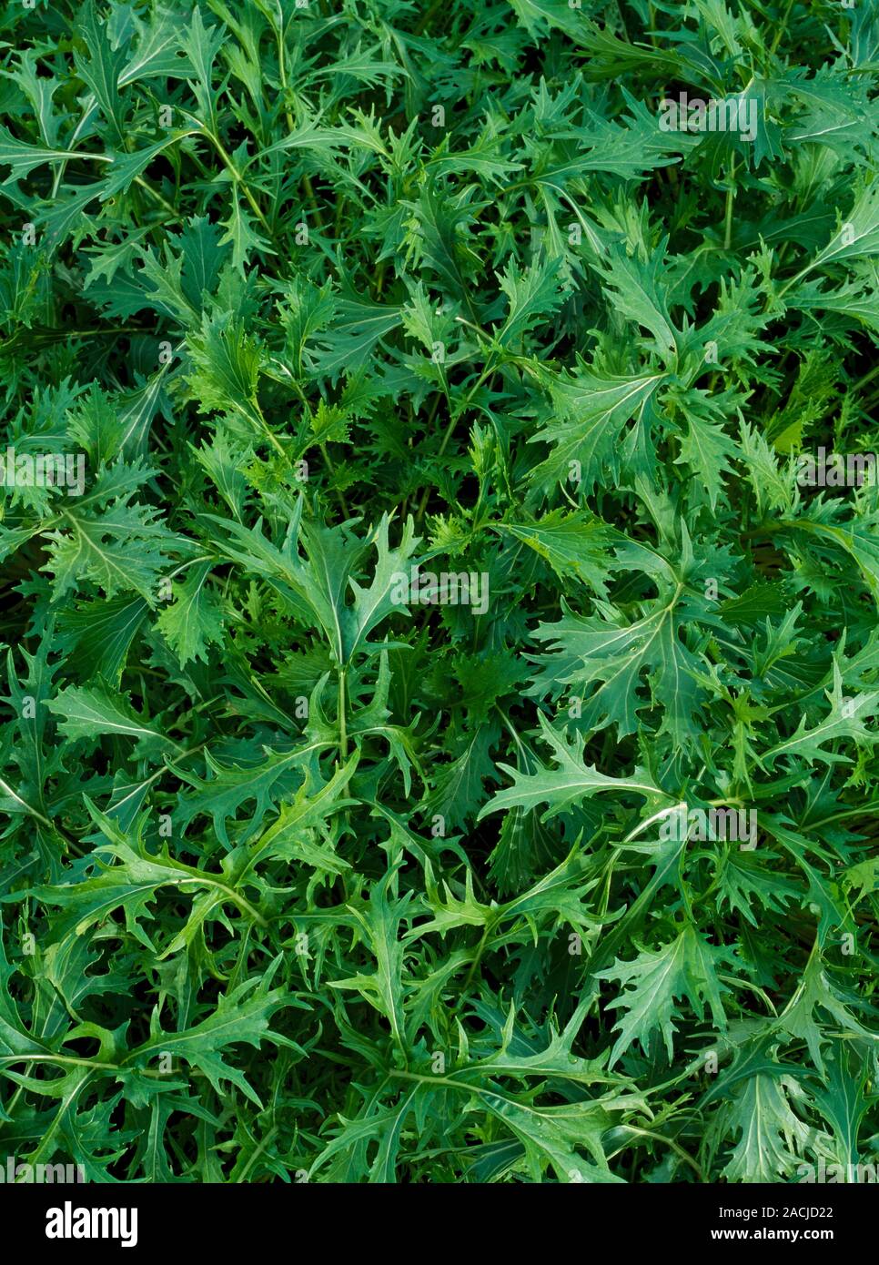 Mizuna - Brassica tapa spp. nipposinica var. laciniata Stock Photo - Alamy