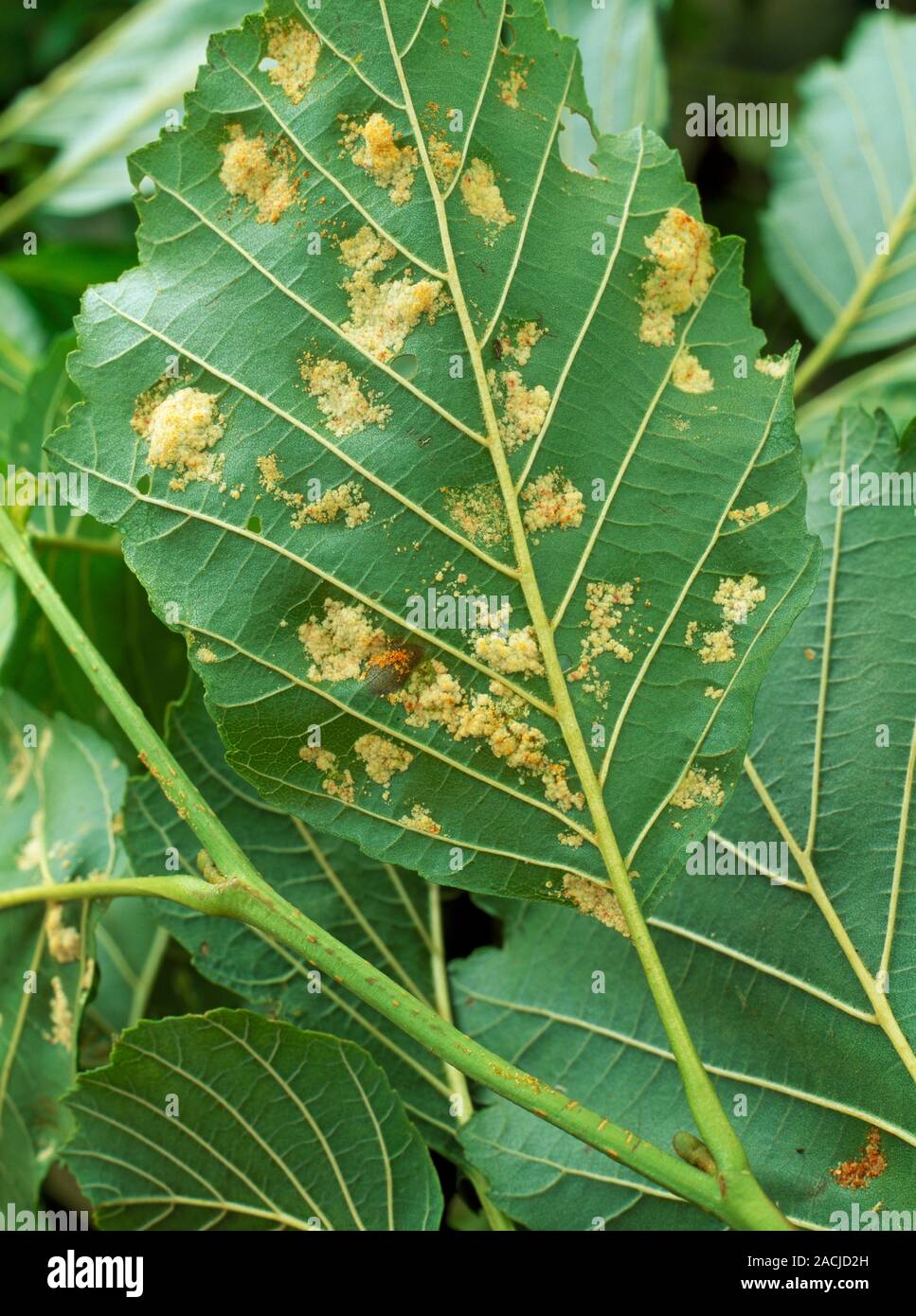Alder Gall Midge (Eriophyes brevitarsus). Midge galls on underside of