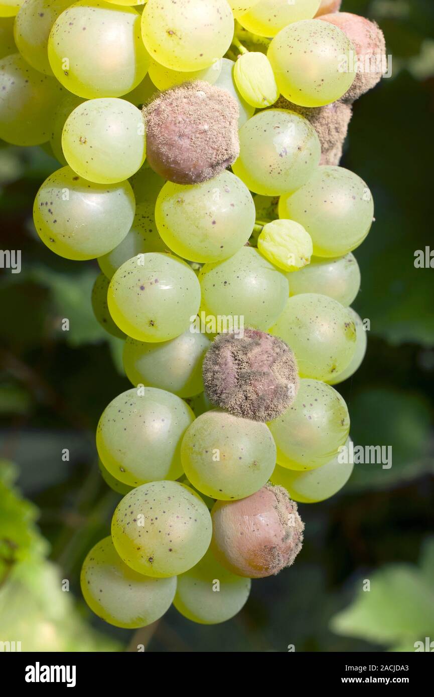 Mouldy grapes on the vine. Ripening bunch of grapes (Vitis vinifera