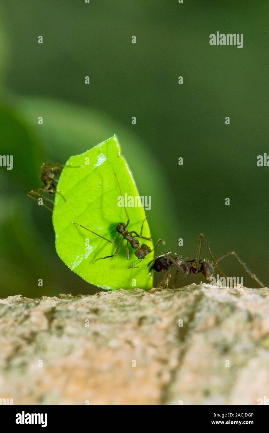 Leafcutter ants (Atta cephalotes). Close-up of leafcutter worker ants ...
