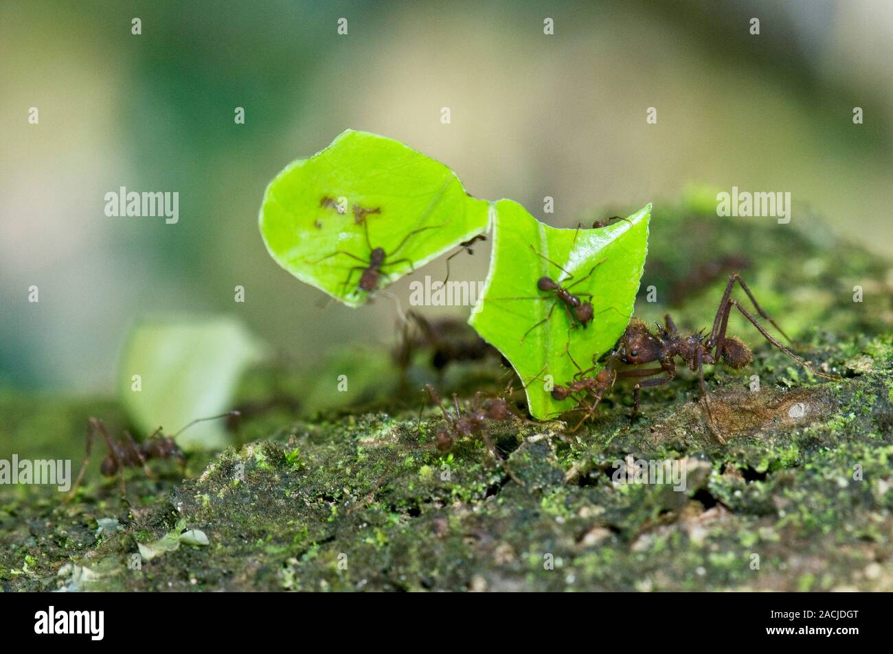 Leafcutter ants (Atta cephalotes). Close-up of leafcutter worker ants ...