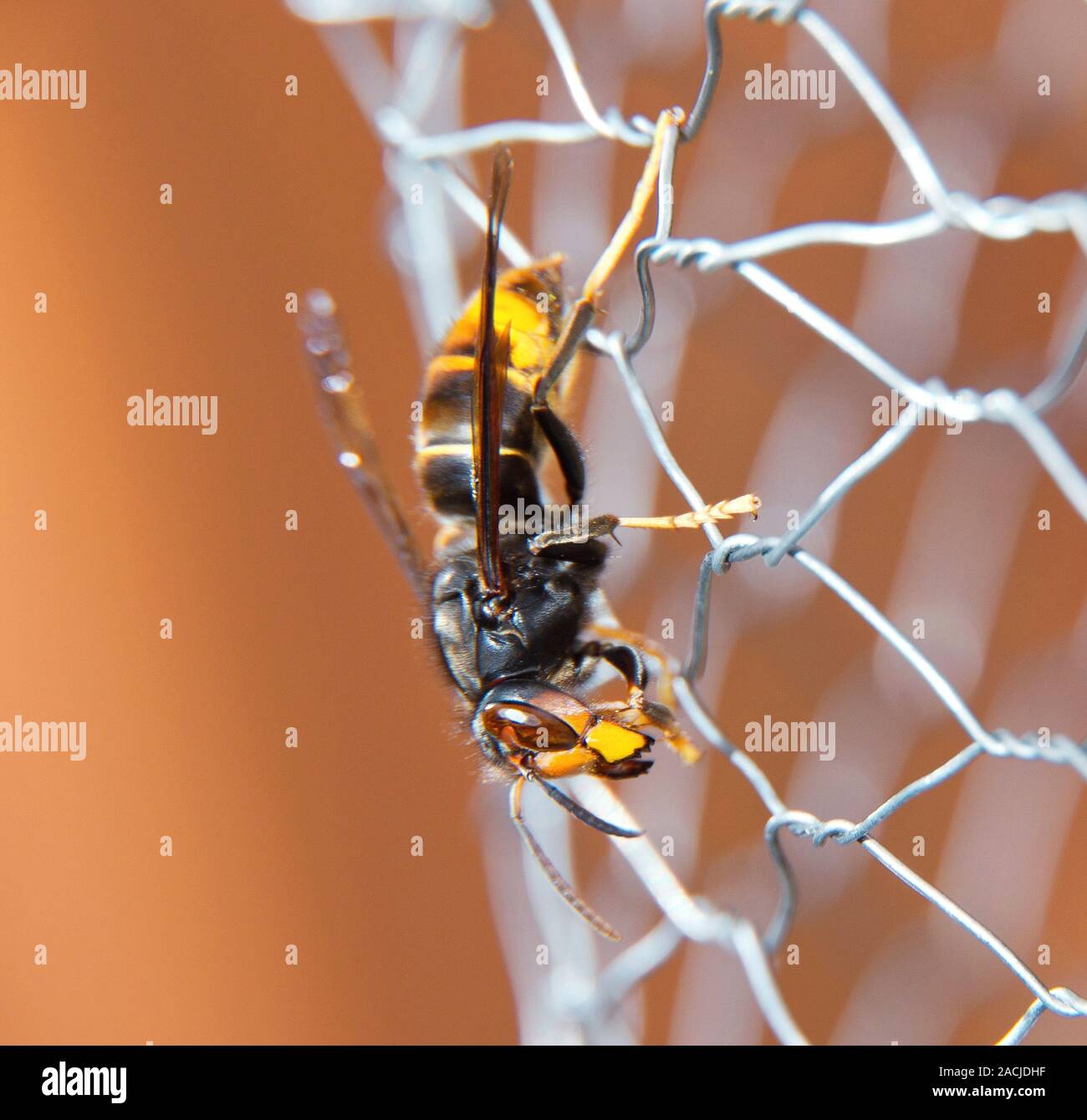 up of an indiviual of the invasive ... Biology Diagrams