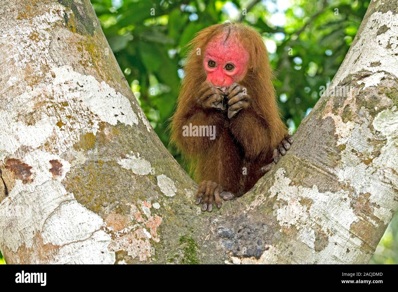 Red bald uakari. Young red bald uakari eating in a tree. The red bald uakari (Cacajao calvus