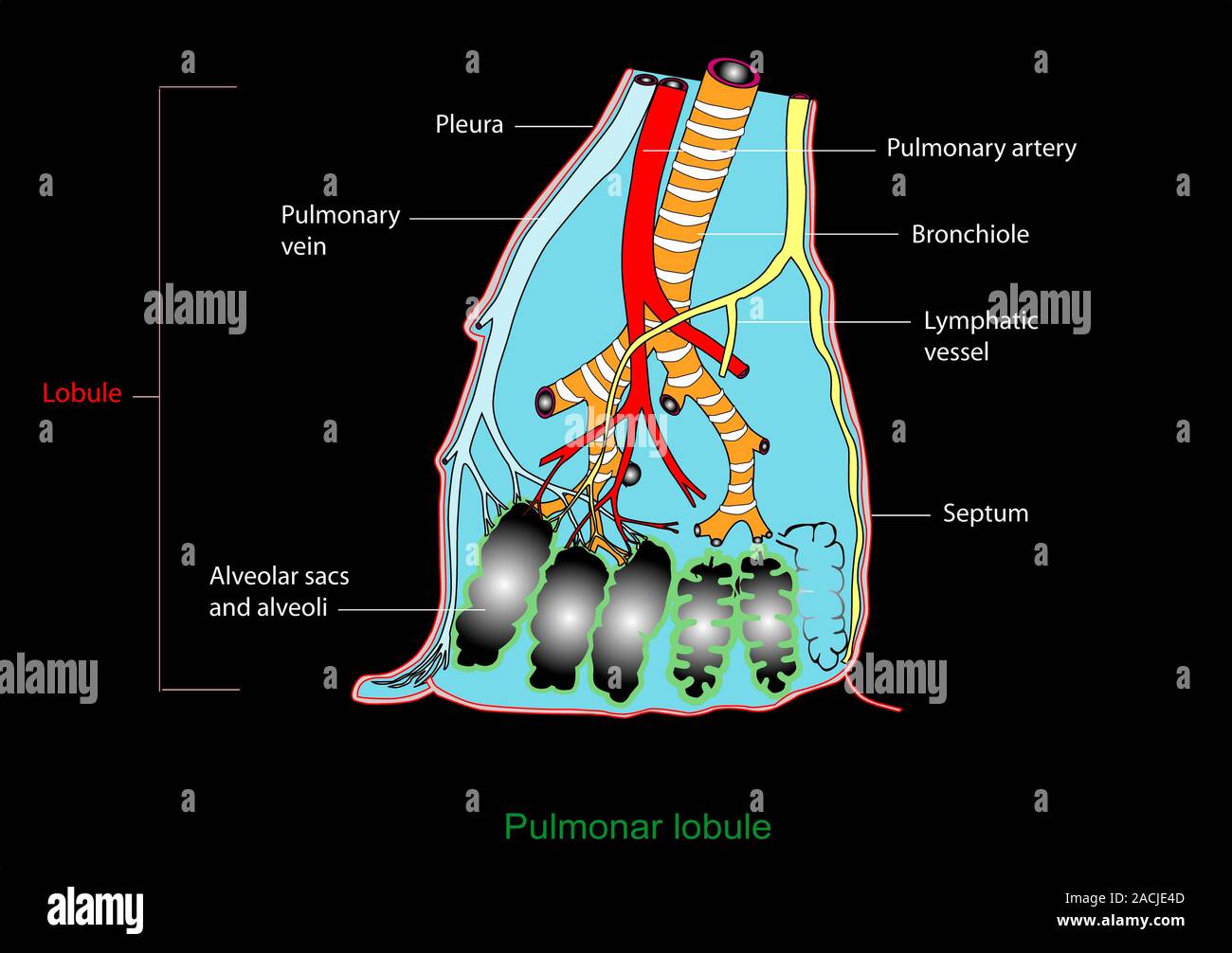 Lung Lobule Function