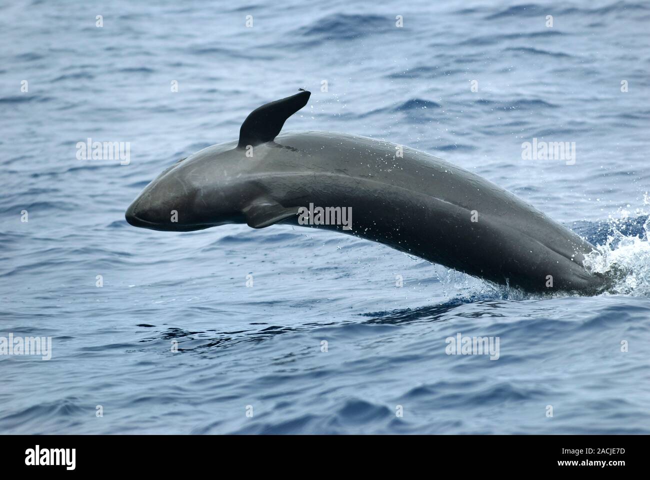 False killer whale (Pseudorca crassidens) leaping at the water's ...