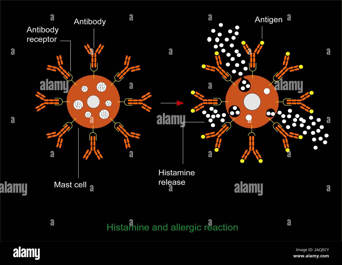 Histamine allergic reaction. Diagram showing the process that leads to the release of histamine