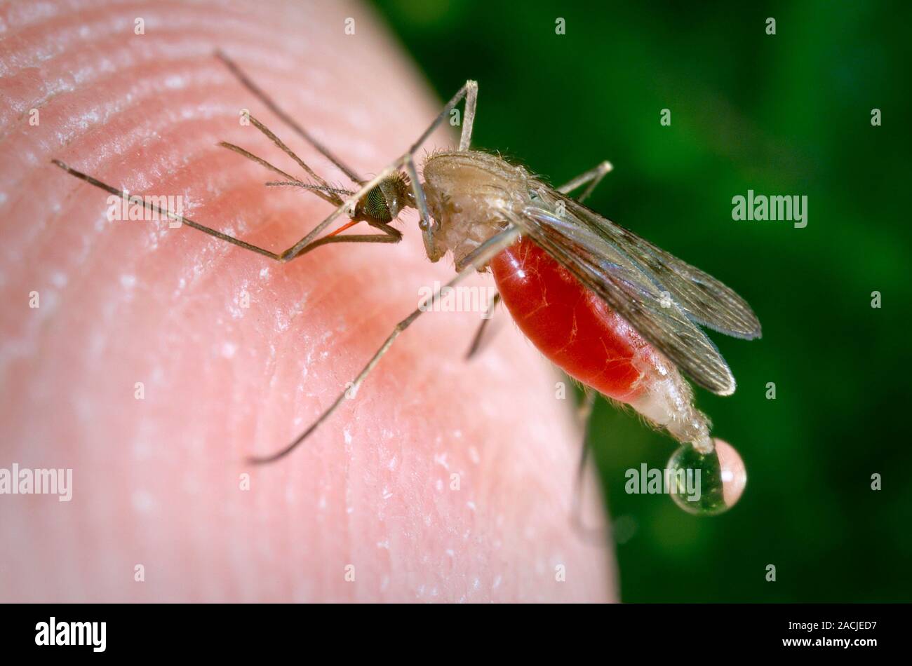 Feeding mosquito. Female Anopheles freeborni mosquito feeding on human