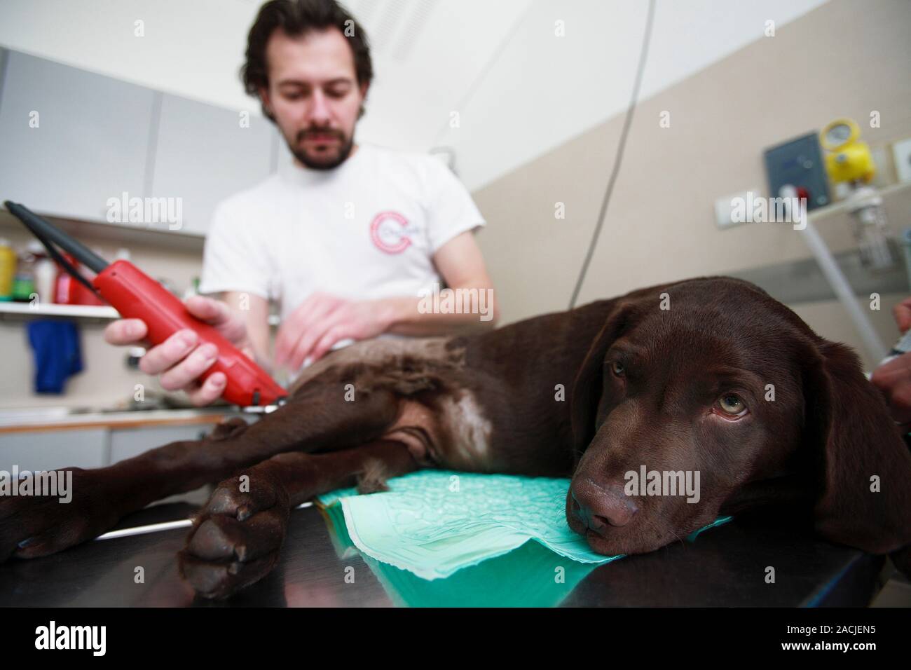Veterinary surgery. Vet shaving a dog's fur prior to performing an