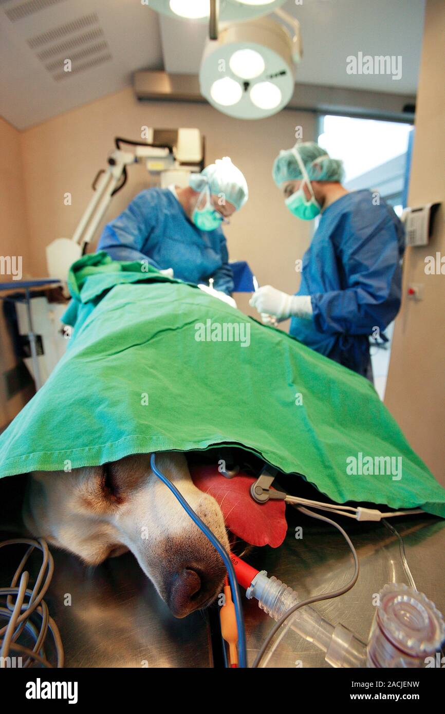Veterinary surgery. Dog sedated and intubated on an operating table