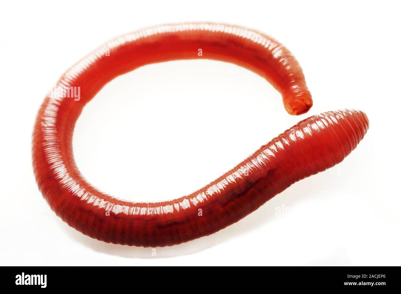Earthworm (order Haplotaxida). This is an annelid worm that inhabits soil, feeding on organic material. Earthworms are highly beneficial as their move Stock Photo