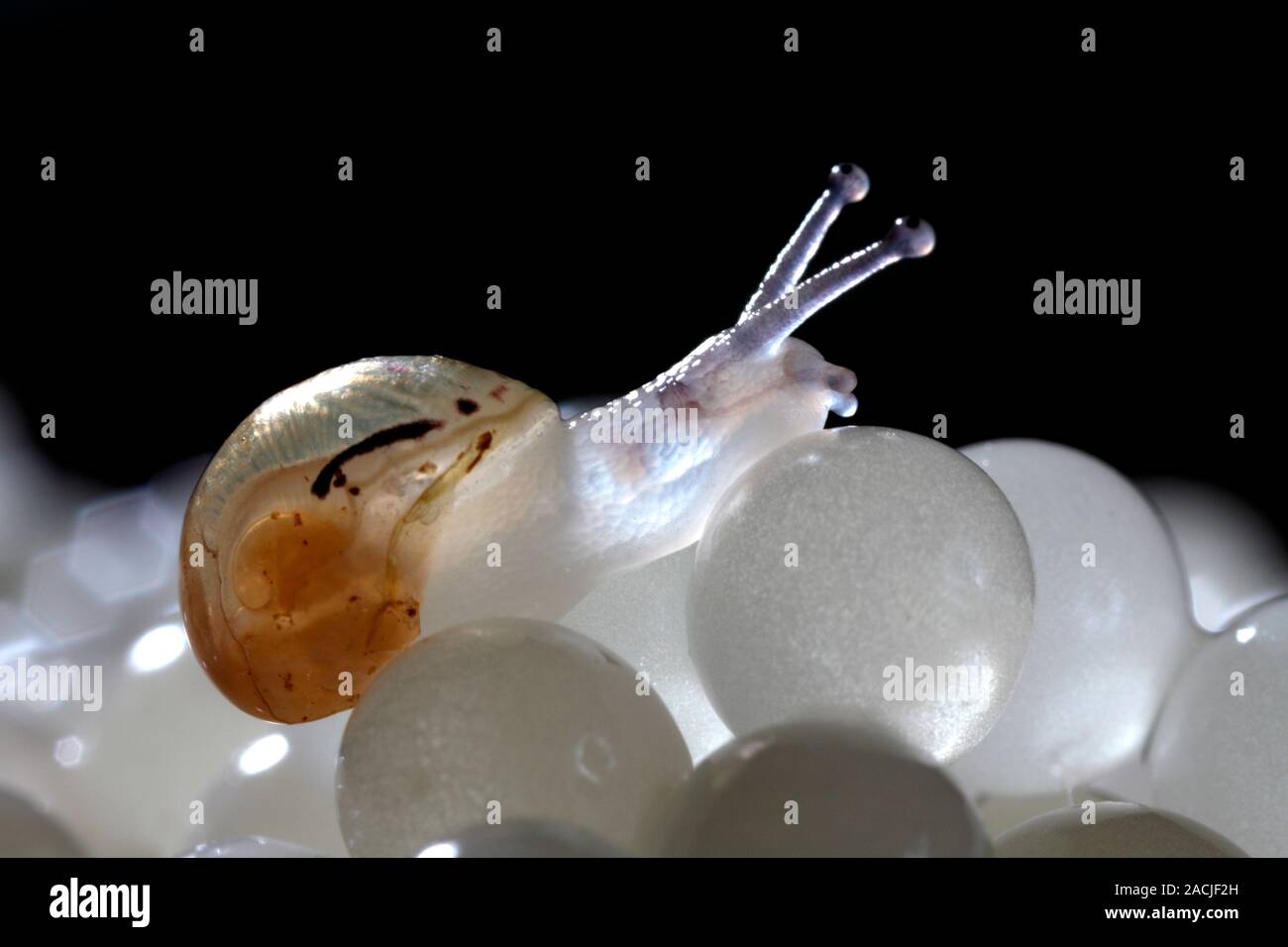 Snail farming. Weekold hatchling and eggs of a land snail (Helix