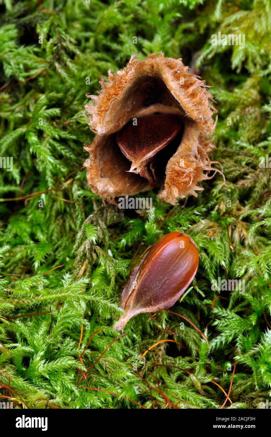 Beech nuts. Fallen fruits of a beech (Fagus sylvatica) tree and the
