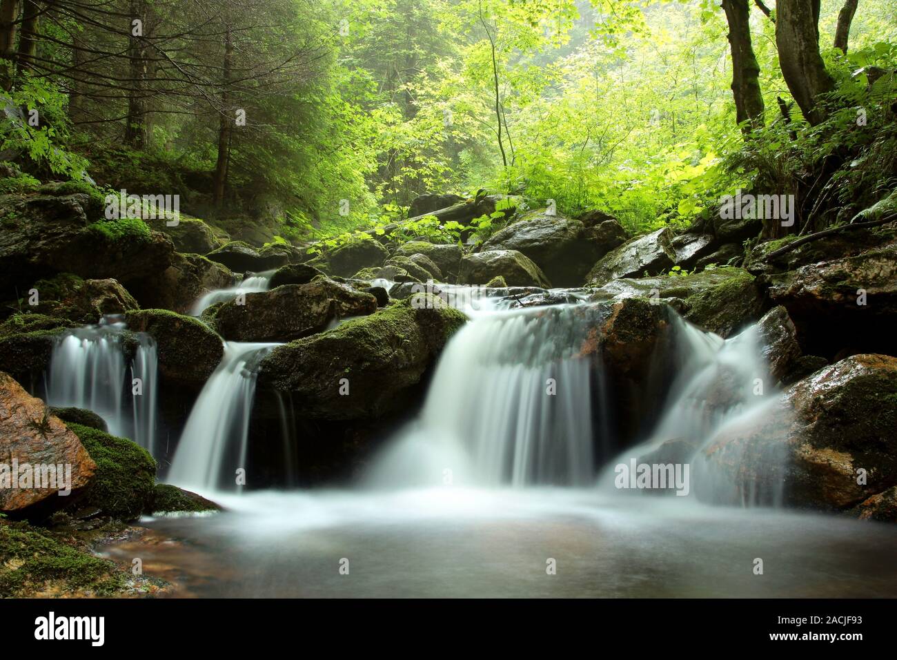 Water from brook in forest hi-res stock photography and images - Alamy