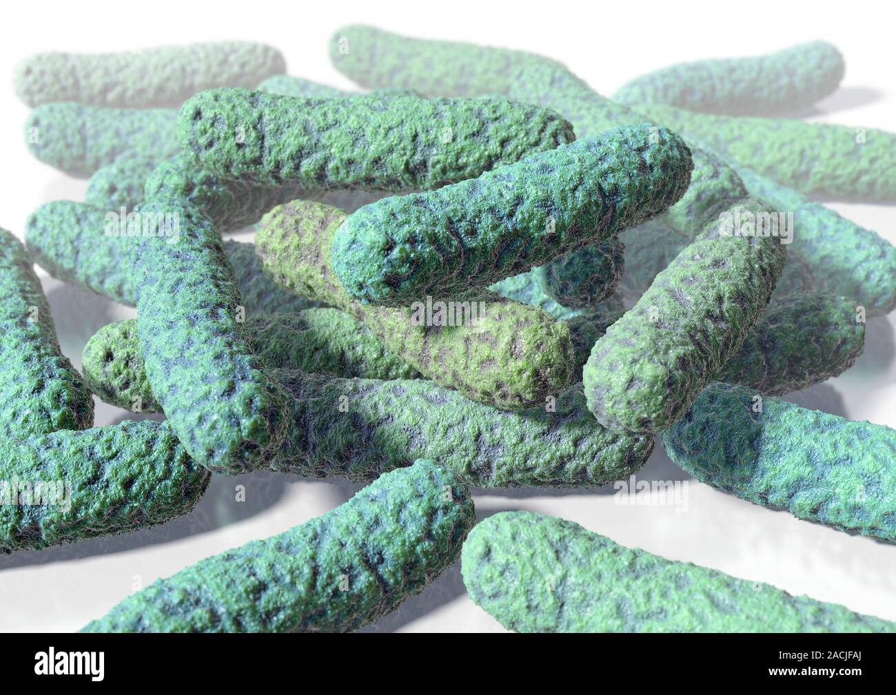 Rod-shaped bacteria, computer artwork. Typical rod-shaped bacteria ...
