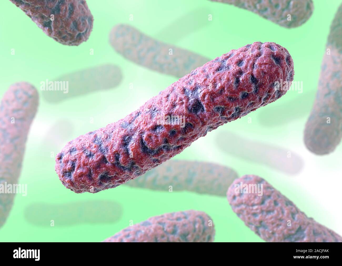 Rodshaped bacteria, computer artwork. Typical rodshaped bacteria