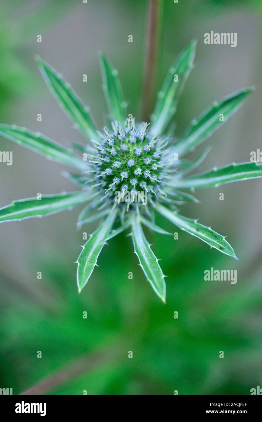 sea-holly-eryngium-alpinum-amethyst-flowering-in-summer-in-dorset