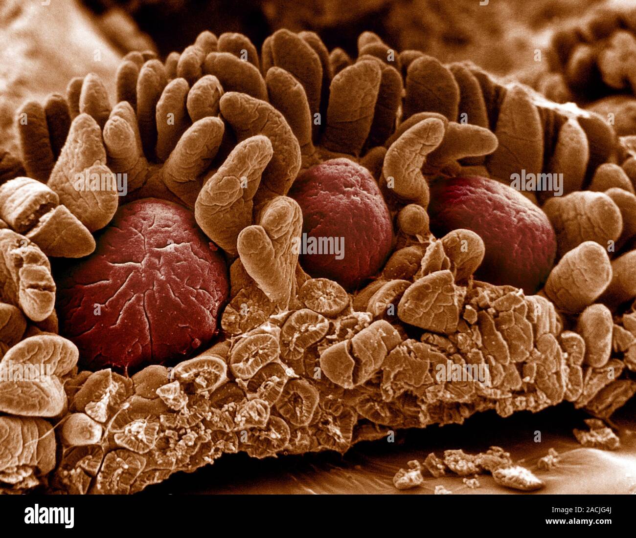 Peyer's patches (red), coloured scanning electron micrograph (SEM ...