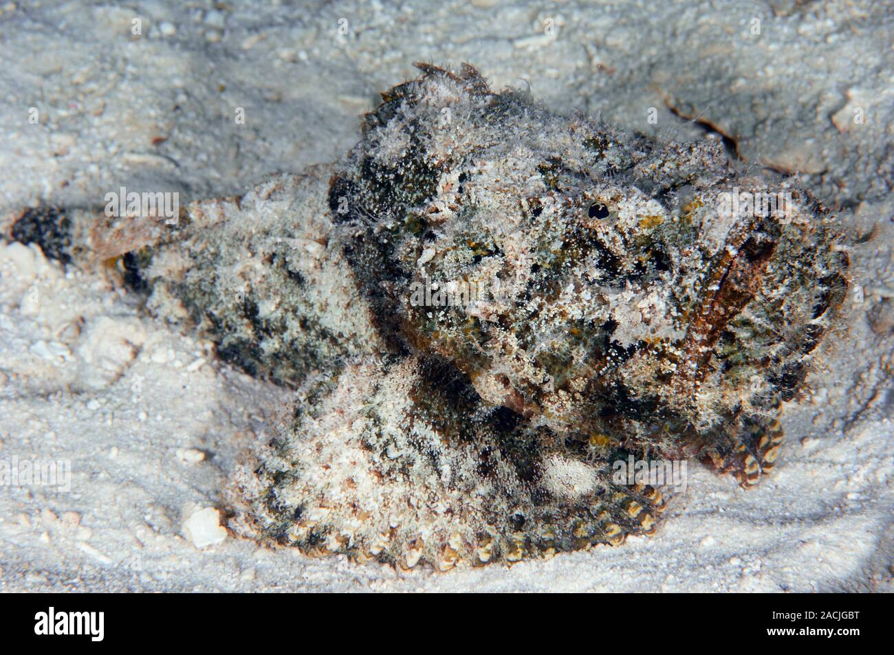Stonefish (Synanceia verrucosa) camouflaged in sand on the seabed ...