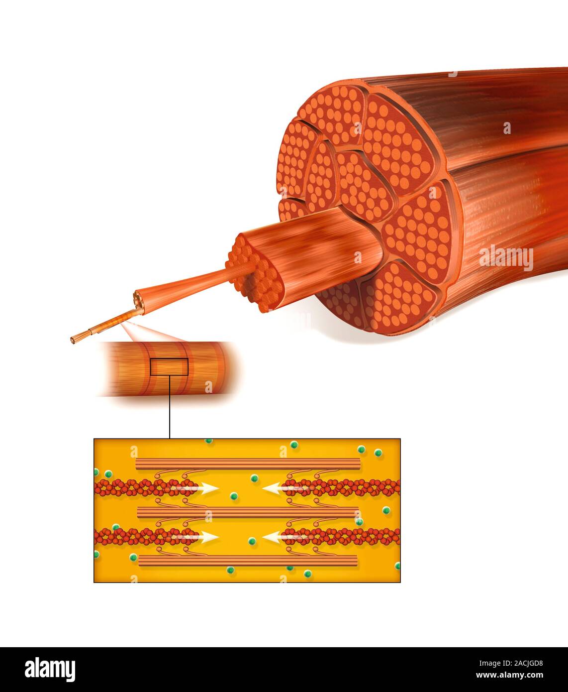 Muscle structure. Computer artwork showing the protein structure of ...