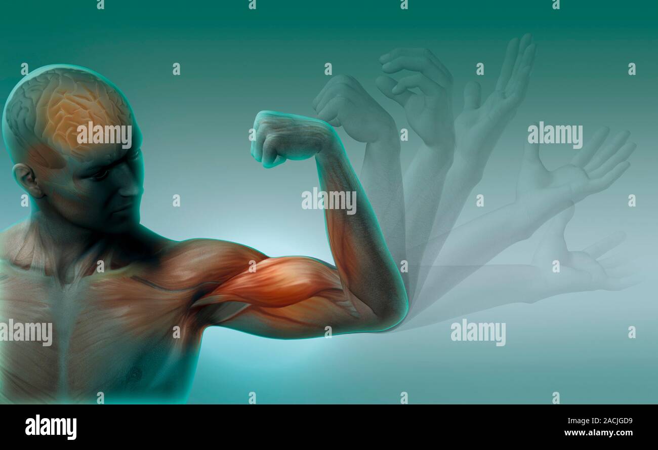 Мышечный корсет. Мышечное сокращение. Как почувствовать мышцы. Как почувствовать мышцы. Мышцы брюшного пресса.