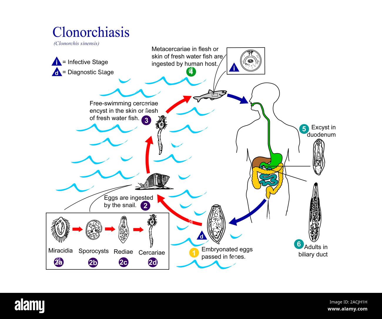 Clonorchiasis life cycle. Diagram showing the life cycle of the Chinese liver fluke (Clonorchiasis sinensis), a parasitic flatworm and the cause of cl Stock Photo