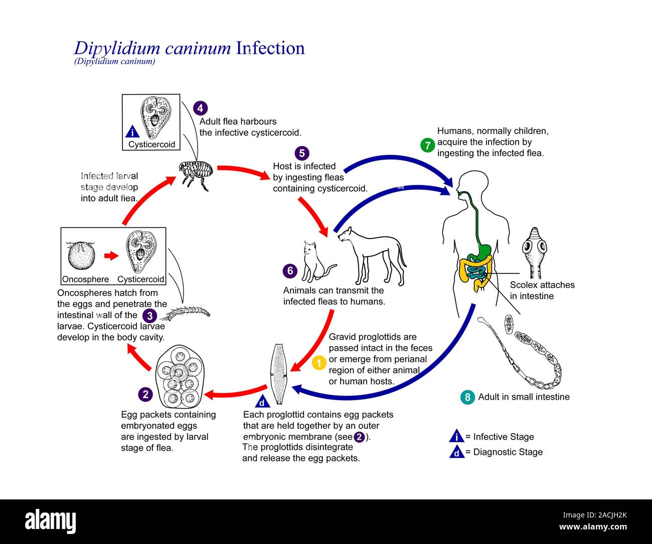 Cucumber tapeworm life cycle. Diagram showing the life cycle of cucumber tapeworm Dipylidium