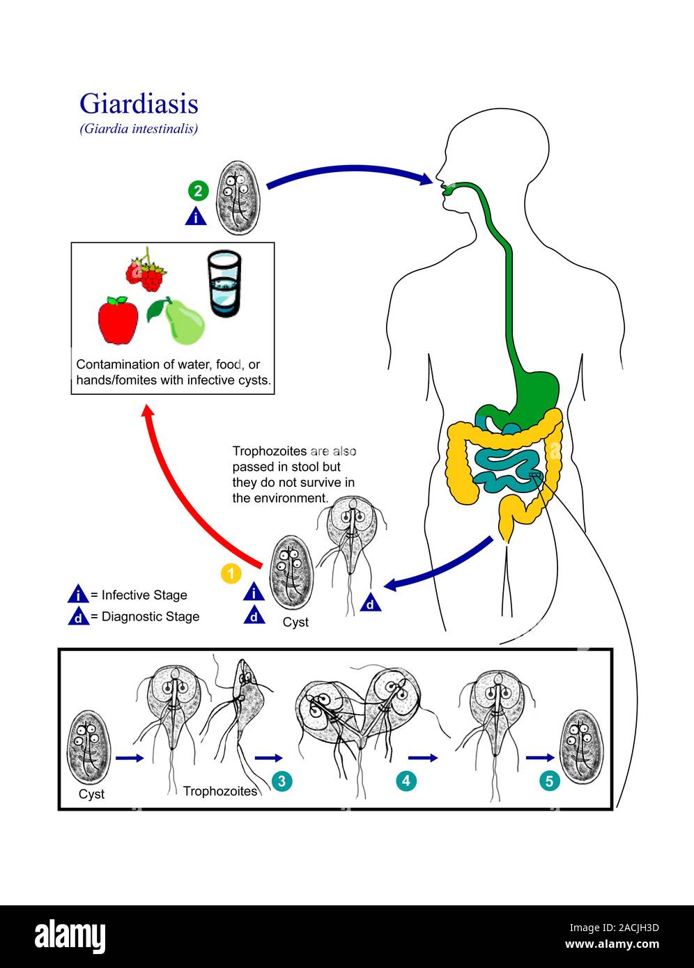 Giardiasis life cycle. Diagram showing the life cycle of the protozoan