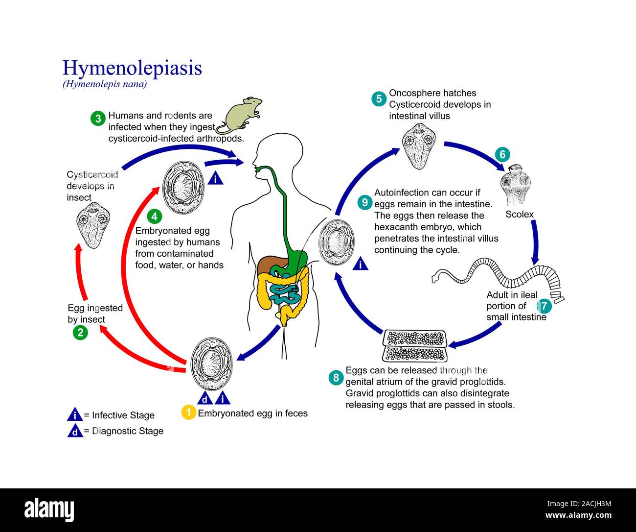Dwarf tapeworm life cycle. Diagram showing