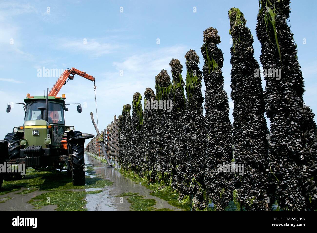 Mussel Growing Workers Replacing The Pilings On A Mussel Farm At Low 